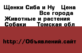 Щенки Сиба и Ну › Цена ­ 35000-85000 - Все города Животные и растения » Собаки   . Томская обл.